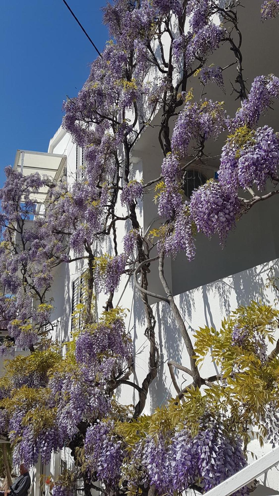 Apartmani Surlin Hvar Town Exteriér fotografie