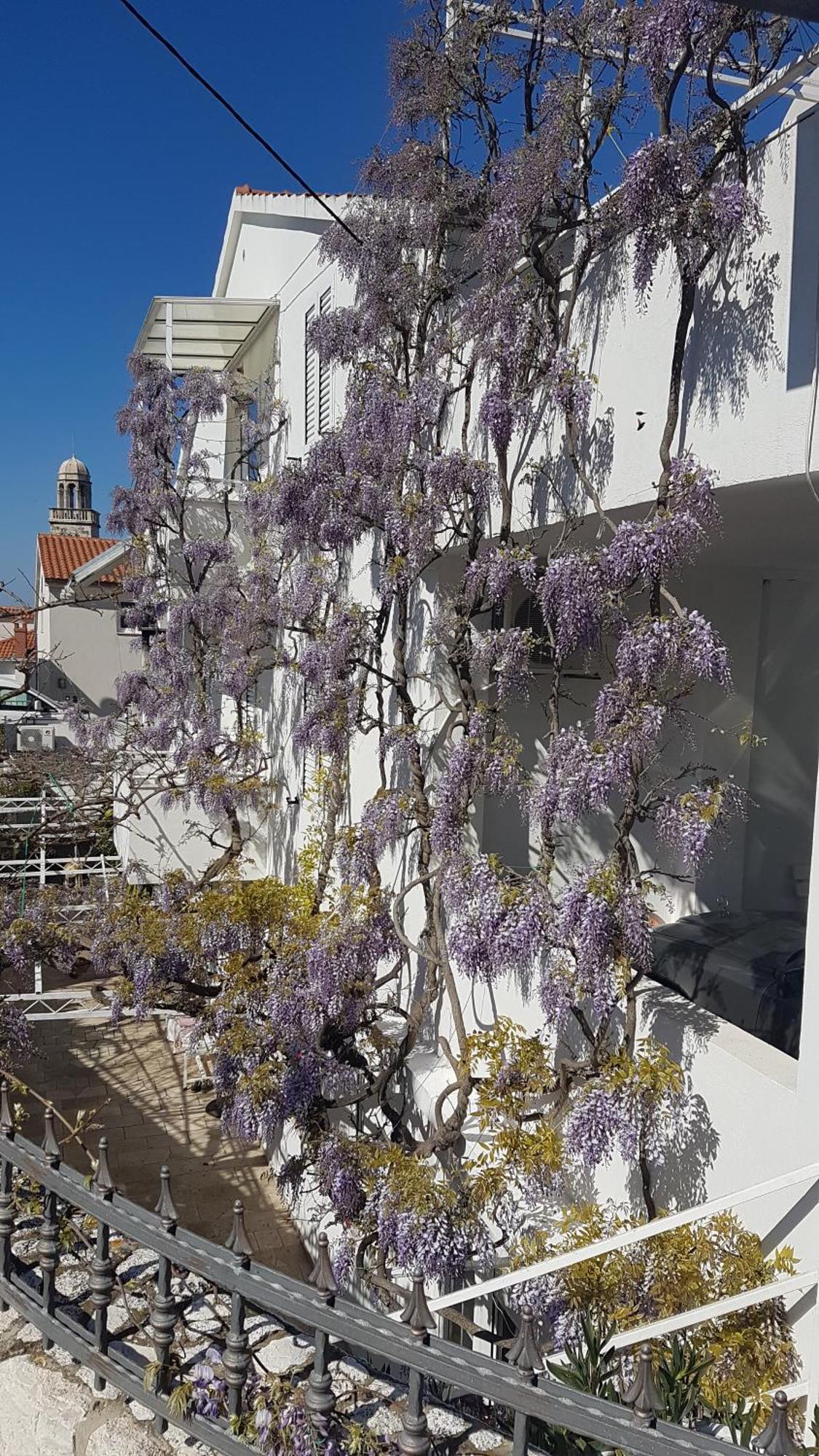 Apartmani Surlin Hvar Town Exteriér fotografie