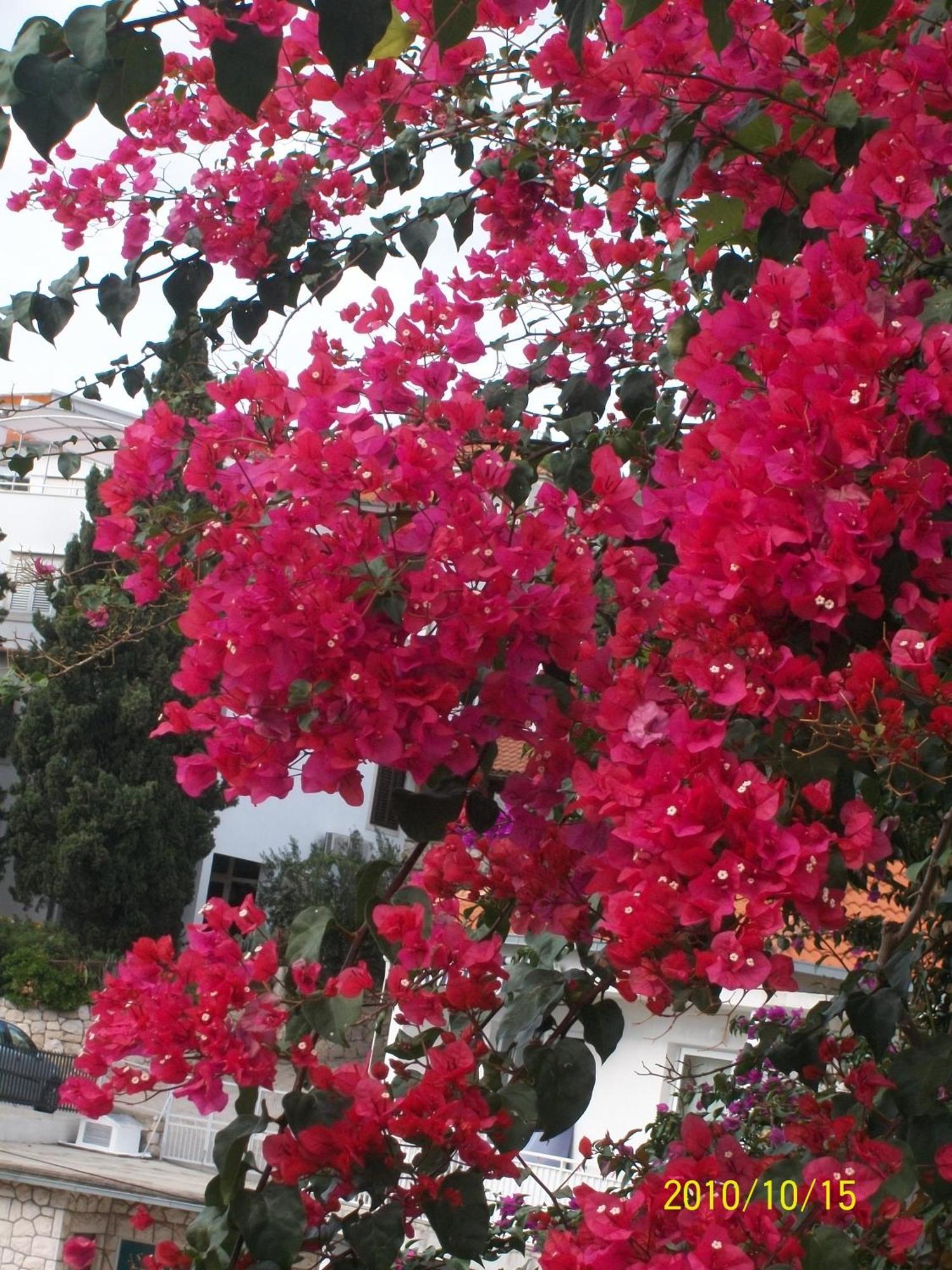 Apartmani Surlin Hvar Town Exteriér fotografie