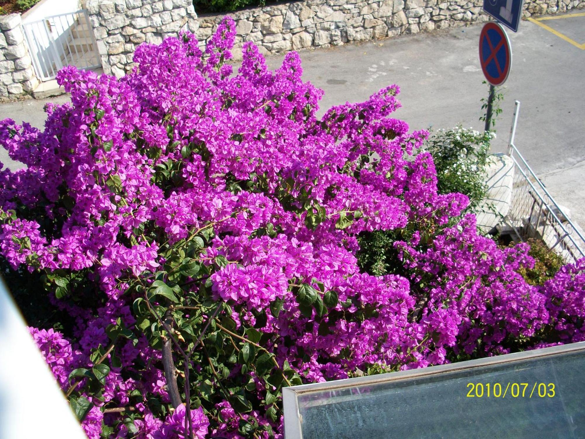 Apartmani Surlin Hvar Town Exteriér fotografie